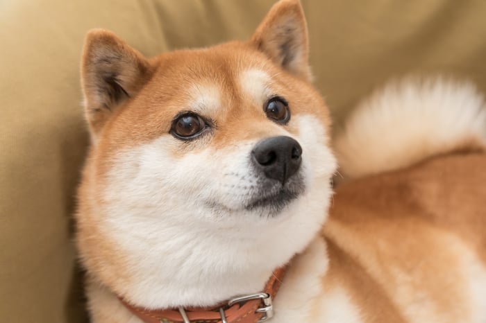 A Shiba Inu-breed dog playfully sitting on a couch.