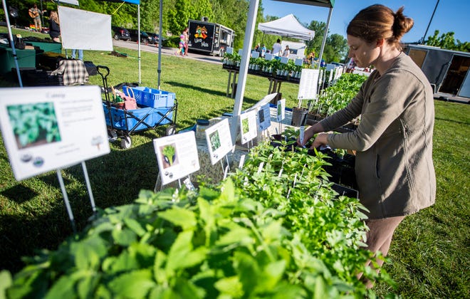 Rachel Beyer tends to her plants at the Mavourneed Farm booth during the Woolery Farmers' Market on Satruday, May 11, 2024.