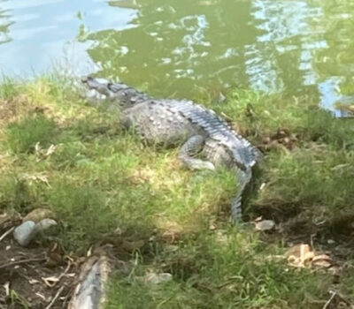 Persistent Crocodile Presence in Cuale River Raises Concerns Among Puerto Vallarta Residents