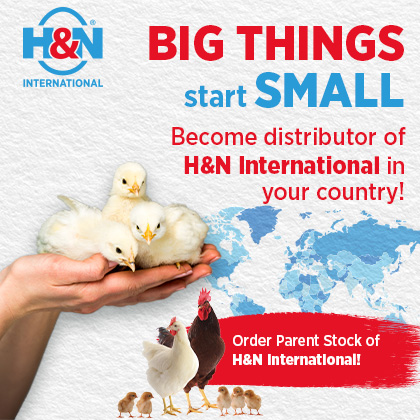 H&N BANNER INTERNACIONAL