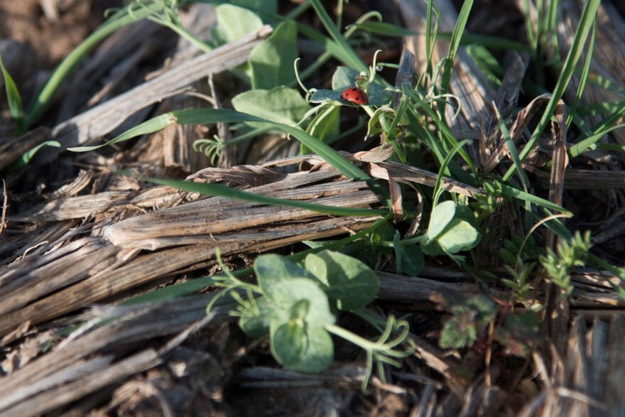 A lady bug warms in the sun on cover crops that include Austrian snow peas, vetch, small grain, and clover.