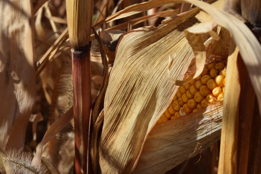 A dry ear of corn clings to a stalk.