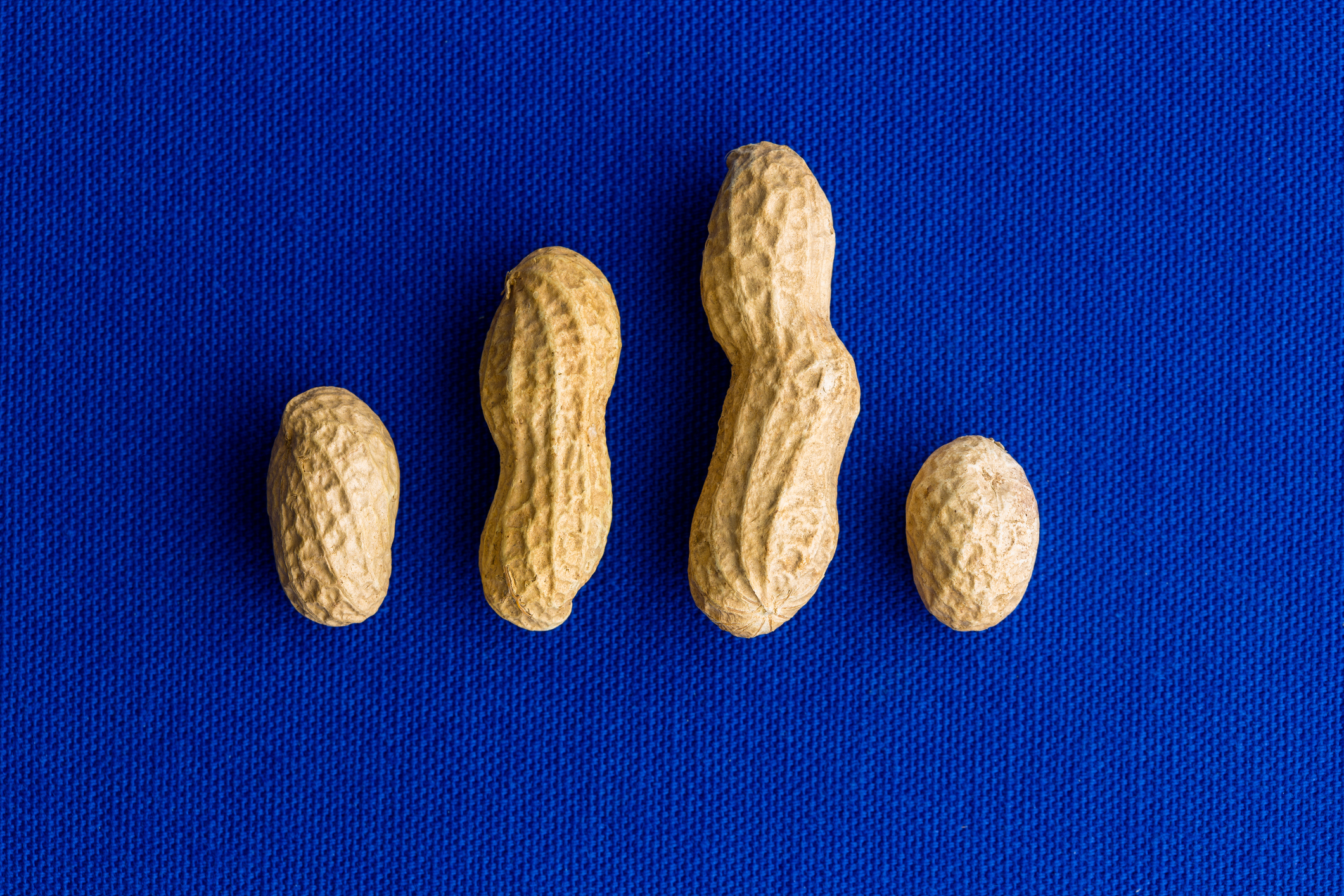 Four peanuts in their shells rest against a blue background.