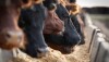 Aberdeen Angus Cattle Feeding in a Feedlot at Sunset
