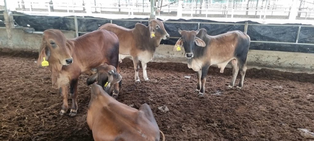 Photo supplied by Dr Michael Patching