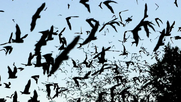 Millions of bats have been killed by white nose syndrome in recent years.